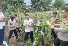 Kapolres dan Wawako Hadiri Panen Raya Serentak Tahap I, Ini Harapan Kaporles Lubuk Linggau