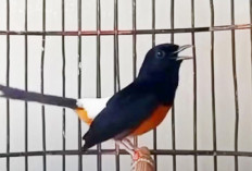 Murai Batu Makin Gacor dan Fit dengan Lakukan Latihan yang Diiringi 6 Tips Ini