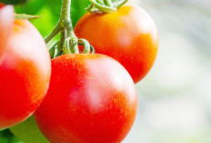 Sekali Pakai Langsung Ada Perubahan, Intip Rahasia Glowing Gunakan Tomat