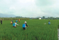 Gerdal OPT Penggerek Batang Upaya Menjaga Produktivitas Tanaman Padi