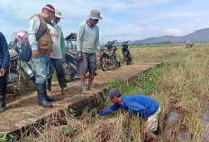 Sebelum Musim Tanam Padi, Petani di Mataram Musi Rawas Adakan Gerdal Hama Tikus 
