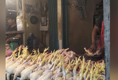 Hari Pertama Ramadhan, Harga Ayam di Pasar Satelit Tembus Rp 45.000 per Kilogram