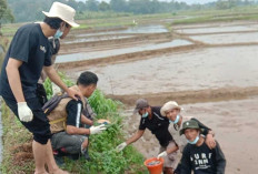 Antisipasi Serangan Hama Tikus Petani di Musi Rawas Bersama PPL Kembali Lakukan Gerdal 