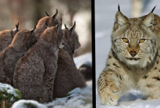 Hampir Punah! Inilah Kucing Lynx yang Saat ini hanya ada sekitar 1.450 Ekor Saja