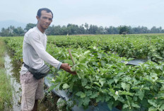 Petani Lebih Memilih Menanam Tanaman Hortikultura Karena Lebih Menguntungkan