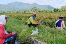 Musim Panen Padi Menjadi Berkah untuk Buruh Tani, Dibayar dengan Padi, 7 Banding 1 