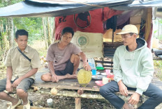 Dari Durian Petani Desa Sukakarya Musi Rawas, Raup Keuntungan Puluhan Juta