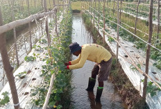 Petani Padi di Musi Rawas Berhasil Tanam Melon di Lahan Sawah