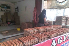 Dari Dapur Rumah Tangga hingga Pesanan Besar, Harga Telur Mulai Bersahabat Lagi
