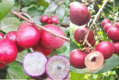 Buah Unik Penuh Manfaat! Inilah Kelengkeng Merah untuk Kesehatan Tubuh