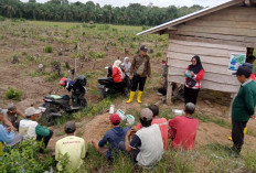 Petani Desa Sukarame Bersama Petugas POPT Kecamatan Sumberharta Musi Rawas, Kendalikan Hama Tikus