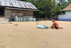 Pemilik Usaha Penggilingan Padi di Musi Rawas Mengeluh