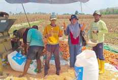 Panen Jagung Harganya Anjlok Petani di Musi Rawas Sulit Dapat Keuntungan 