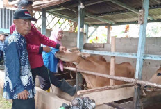 Cegah Penyakit Mulut dan Kuku di Musi Rawas, Mulai Vaksinasi 1.000 Dosis Vaksin