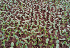 Penjualan Masih Menjanjikan, Petani di Musi Rawas Mulai Tanam Melon