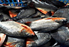 5 Manfaat Mengonsumsi Ikan Bawal untuk Meningkatkan Kesehatan Tubuh
