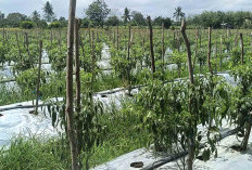 Cuaca Ekstrim Pengaruhi Hasil Produksi Tanaman Cabai di Musi Rawas