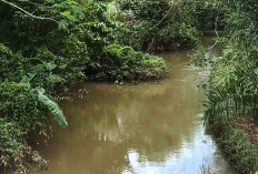 Lagi, Warga Musi Rawas Resah Buaya Ganas Sungai Lesing Sering Muncul Saat Musim Hujan