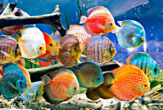 12 Jenis Ikan Hias Air Tawar yang Tidak Perlu Perawatan Khusus 