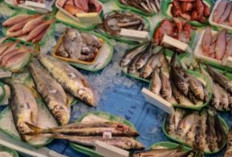Wajib Ketahui 10 Jenis Ikan yang Tidak Dianjurkan Untuk MPASI