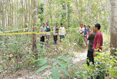 4 Warga Hilang Nyawa, BKSDA Berikan Kiat Aman Menghadapi Gerombolan Gajah Liar