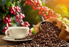 Kabupaten Lampung Barat, Jadi Penghasil Kopi Terbesar di Provinsi Lampung dan Alami Kenaikan UMK 2025