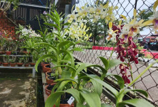 Keindahan Anggrek Dendrobium, Dari Hobi Menjadi Usaha