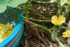 Hasil Berlimpah, Petani di Musi Rawas Lakukan Polinasi Manual Pada Tanaman Semangka