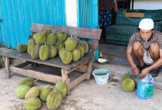 Musim Buah Durian Membawa Berkah Tersendiri Untuk Pedagang Durian Di Musi Rawas