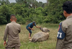 Satpol PP Muratara Tindak Tegas Hewan Ternak Berkeliaran di Jalinsum, Satu Hewan Sudah Ditembak Bius