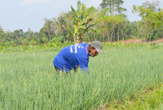 Berawal Dari Mencoba Petani Desa Sukamulya Musi Rawas Berhasil Kembangkan Bawang Merah