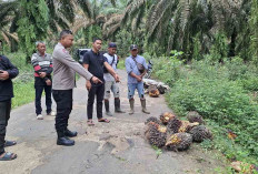 2 Warga Musi Rawas Ditembak, Diduga Habis Mencuri Sawit Ada BB Ditemukan di TKP Penembakan 