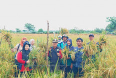 Hasil Panen 9 Ton Per Hektar Petani Padi Sawah Tersenyum Bahagia