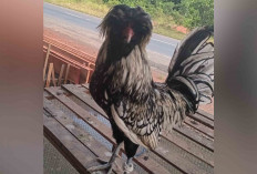 Intip Peluang Bisnis Ayam Hias, Ditekuni Warman Warga Musi Rawas