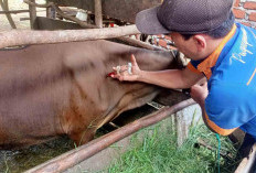 Sebelum Tetapkan Harga Jual Sapi Kurban, Ini Dilakukan BAZNAS Kabupaten Musi Rawas