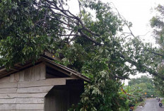 Tim Gabungan Bergerak Cepat Evakuasi Pohon Tumbang, Bupati HM Toha Beri Apresiasi 