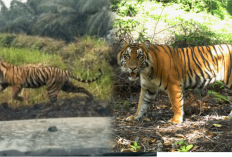 Dilaporkan Munculnya Harimau Sumatera di Kawasan Mata Ie, Begini Faktanya