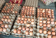 Harga Telur Berangsur Turun di Lubuk Linggau