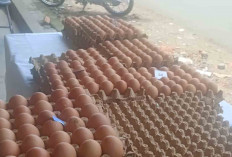 Harga Telur Puyuh di Musi Rawas Masih Tinggi, Ini Penyebabnya