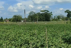 Harga Tinggi, Petani di Musi Rawas Mulai Beralih Tanam Terong Lalap
