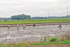 Petani Desa Air Satan Musi Rawas Tanam Padi Serentak untuk Menghindari Gagal Panen