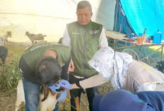 Tim Monitoring Dinas Pertanian Kota Lubuk Linggau Datangi Pengepul Hewan Kurban