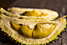 Banyak Orang yang Belum Tahu, Inilah 8 Cara Memilih Durian yang Tepat dan Enak 