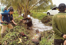 Camat Tugumulyo Ajak Warga Gotong Royong, Bersihkan Saluran Irigasi yang Melintasi 5 Desa