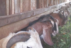 Kambing Jenis Domba dan Jawarandu Musi Rawas Best Seller untuk Hewan Kurban 2026