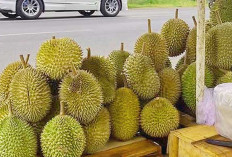 Lubuk Linggau Diserbu Durian, Ada Apa di Balik Asal Usul Buah Picu Pertanyaan Meski Nikmat