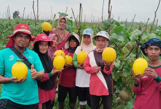 Hadapi Serangan Penyakit Layu Bakteri, Harga Melon Bikin Petani Musi Rawas Masih Optimis