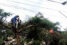 PLN ULP Lubuk Linggau Lakukan Pemeliharaan Jaringan Demi Keandalan Pasokan Listrik