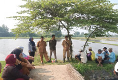 Poktan Panca Bakti Desa Sumber Sari, Musi Rawas Lakukan Ini untuk Meningkatkan Hasil Produksi Tanaman Padinya