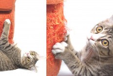  Cat Lovers Harus Tahu, Inilah 4 Alasan Kenapa Kucing Mencakar Sofa